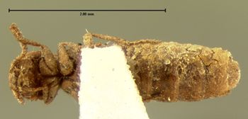 Media type: image;   Entomology 6253 Aspect: habitus ventral view